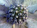 Picture Title - Eryngium maritimum