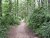One more wooded path