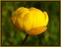 Picture Title - Trollius