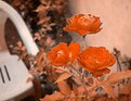 Picture Title - Autumn Roses