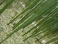 Picture Title - Diagonal Bamboo