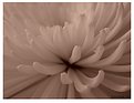 Picture Title - Sepia Bloom