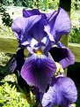 Picture Title - Iris