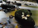 Picture Title - Water O leith