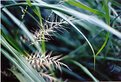 Picture Title - Grasses
