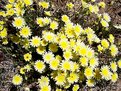 Picture Title - Desert Dandelions