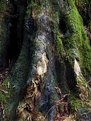 Picture Title - Stump