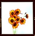 Picture Title - Sunflowers Crossed 2