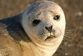 Picture Title - Harbor Seal