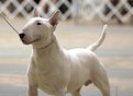 Picture Title - Bull Terrier