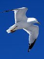 Picture Title - Seagull in flight -1