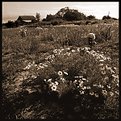 Picture Title - Farmers Daisies