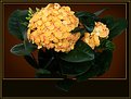 Picture Title - ***Ixora*** new