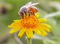 Picture Title - A bee