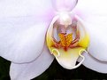 Picture Title - Phalaenopsis