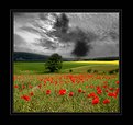 Picture Title - poppyfield and grey sky