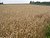 Wheat  field
