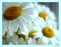 Picture Title - Ox-Eye Daisy