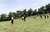 Caber Toss