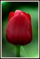 Picture Title - Tulip