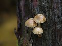 Picture Title - Tree Stools