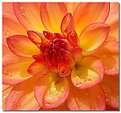 Picture Title - Dahlia #4