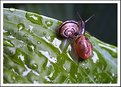 Picture Title - little snail 