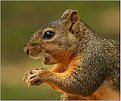 Picture Title - Squirrel