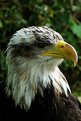 Picture Title - Bald eagle