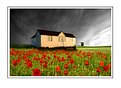 Picture Title - beach hut poppys and grey skys