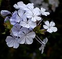 Picture Title - Lavender Flowers