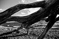 Picture Title - driftwood