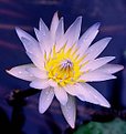 Picture Title - The Lotus