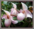 Picture Title - "Nuns" (Orchidea)