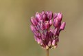 Picture Title - Allium sphaerocephalon 