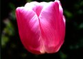 Picture Title - SUN KISSED TULIP