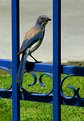Picture Title - Blue Fence and Jay
