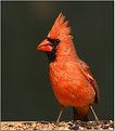 Picture Title - Cardinal