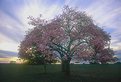 Picture Title - tree, flowers and sun 2