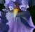 Macro photo of a beautiful Iris flower