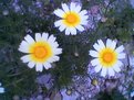 Picture Title - daisies