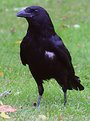 Picture Title - Carrion Crow