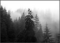 Picture Title - Foggy