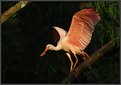 Picture Title - Roseate Spoonbill (Immature)