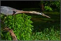 Picture Title - Great Blue Heron