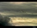 Picture Title - lone flight