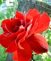 Picture Title - Rosered