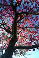 Picture Title - tree and flowers