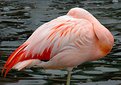 Picture Title - Flamingo Eye