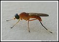 Picture Title - Transparent Fly (Mosca Transparente) 